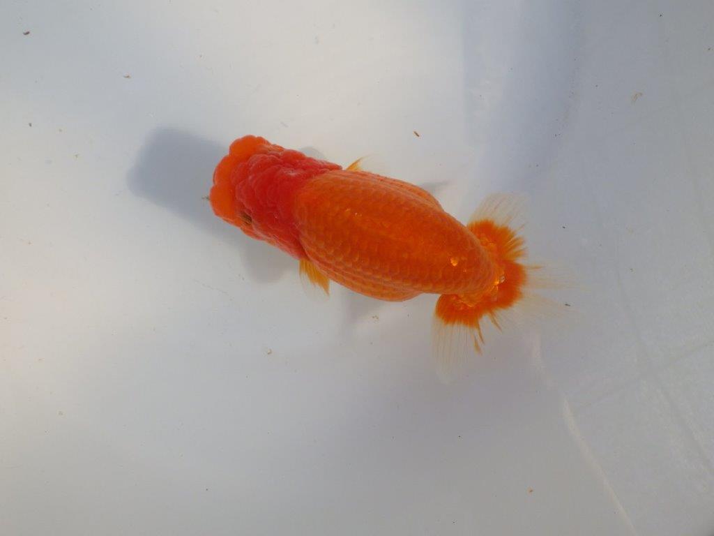 【愛知 小早川義幸氏 当歳らんちゅう 】飼い込みお勧めのらんちゅう 約14,5cm メス?