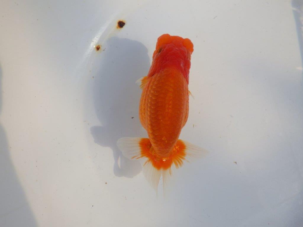 【愛知 小早川義幸氏 当歳らんちゅう 】飼い込みお勧めのらんちゅう 約14,5cm メス?