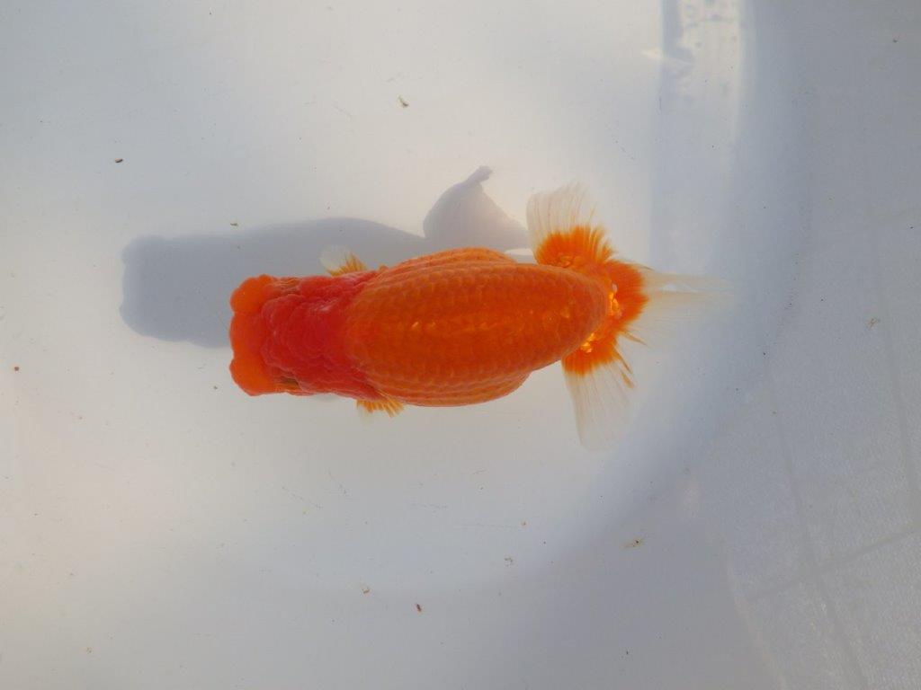 【愛知 小早川義幸氏 当歳らんちゅう 】飼い込みお勧めのらんちゅう 約14,5cm メス?