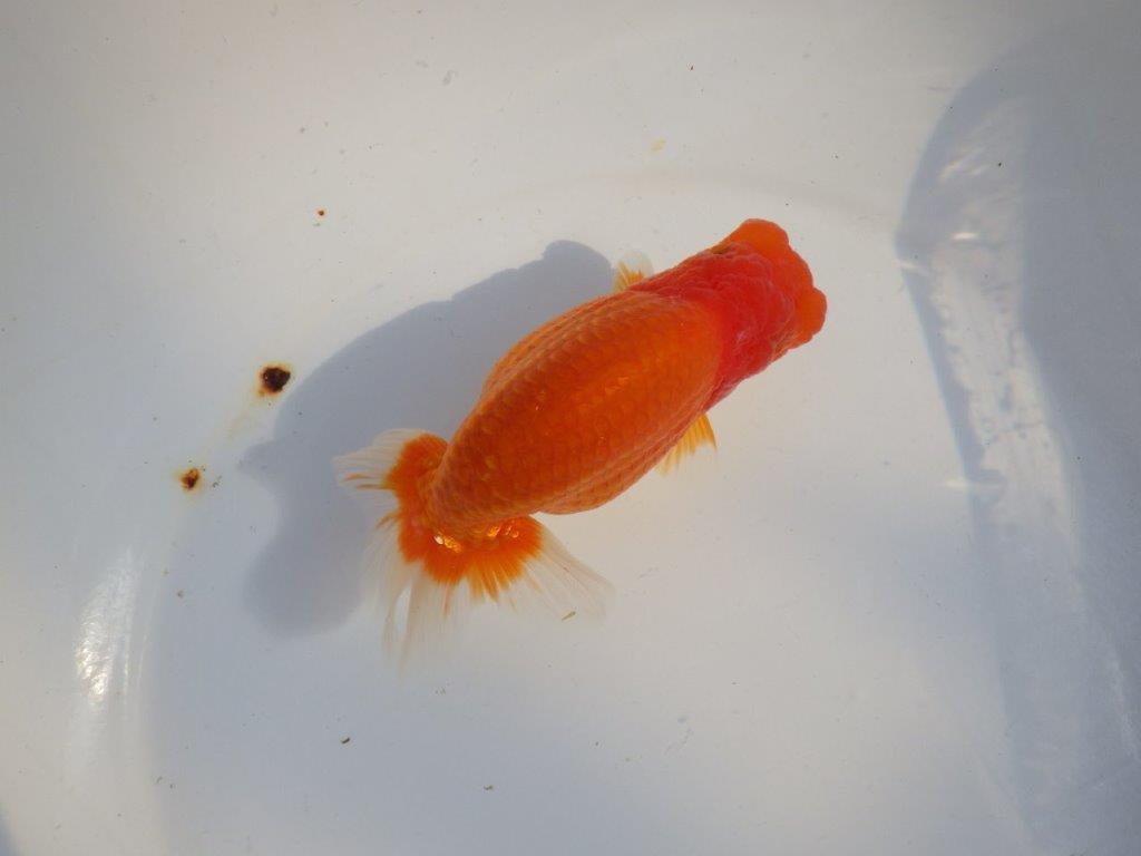 【愛知 小早川義幸氏 当歳らんちゅう 】飼い込みお勧めのらんちゅう 約14,5cm メス?