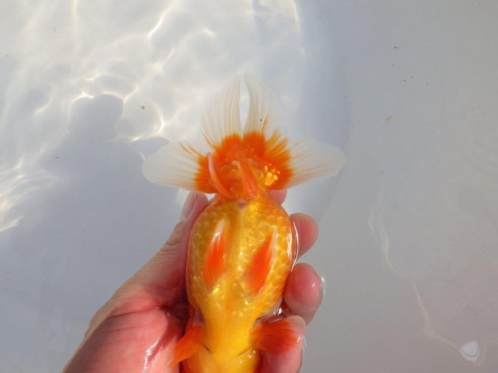 【愛知 小早川義幸氏 当歳らんちゅう 】飼い込みお勧めのらんちゅう 約14,5cm メス?