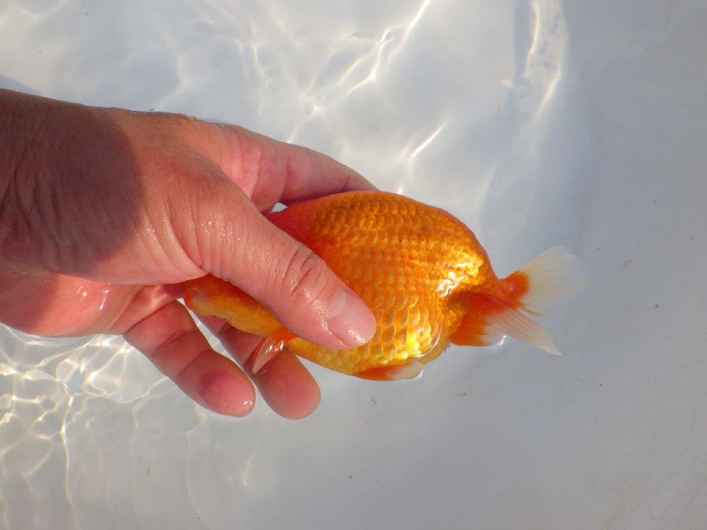 【愛知 小早川義幸氏 当歳らんちゅう 】飼い込みお勧めのらんちゅう 約14,5cm メス?