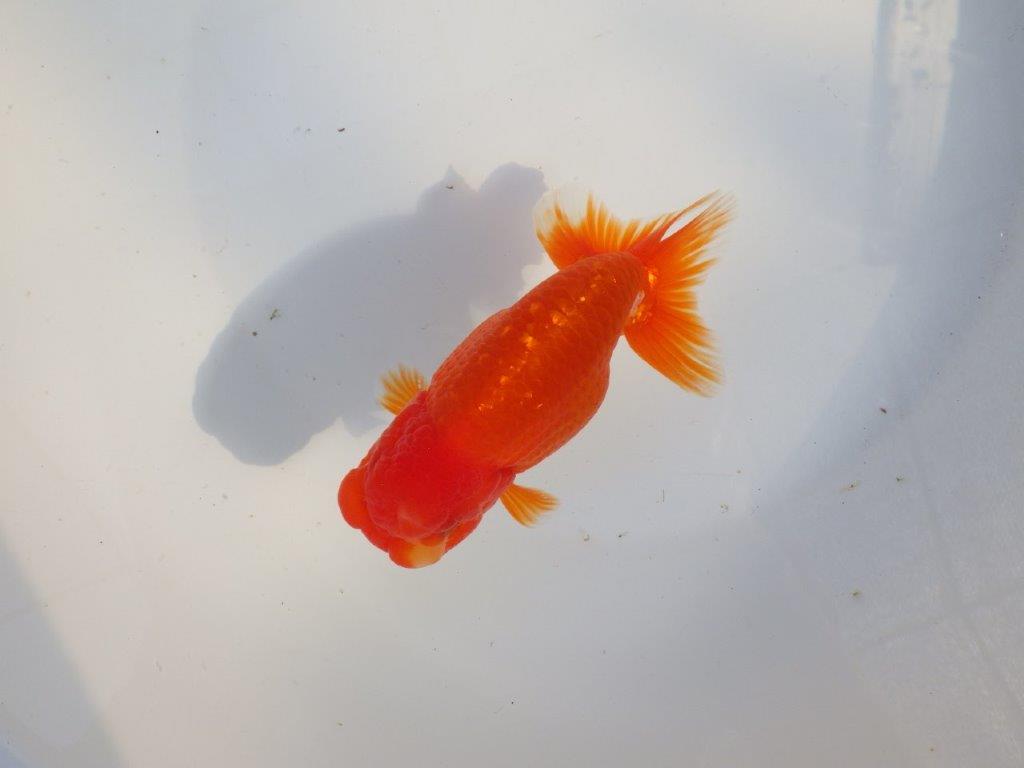 【愛知 小早川義幸氏　当歳らんちゅう 】尾型が良く種にもお勧めのらんちゅう　約14cm メス？