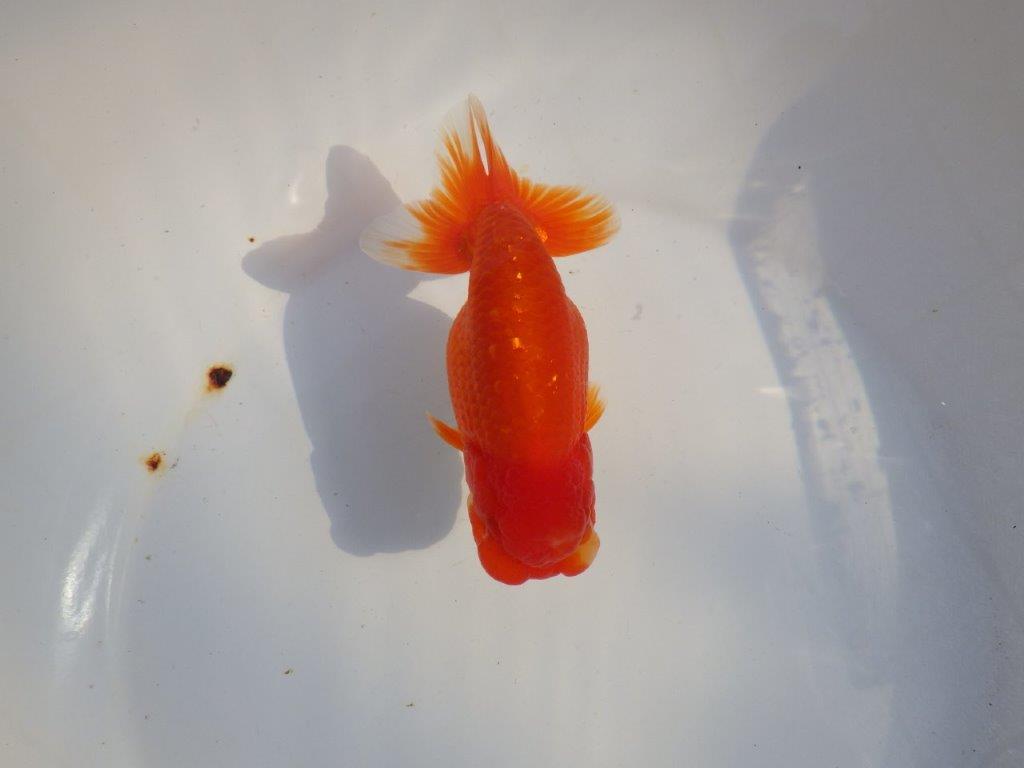 【愛知 小早川義幸氏　当歳らんちゅう 】尾型が良く種にもお勧めのらんちゅう　約14cm メス？