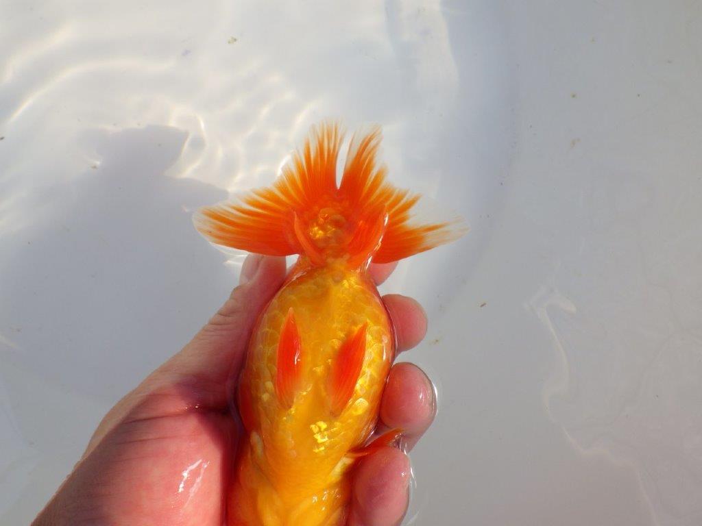 【愛知 小早川義幸氏　当歳らんちゅう 】尾型が良く種にもお勧めのらんちゅう　約14cm メス？