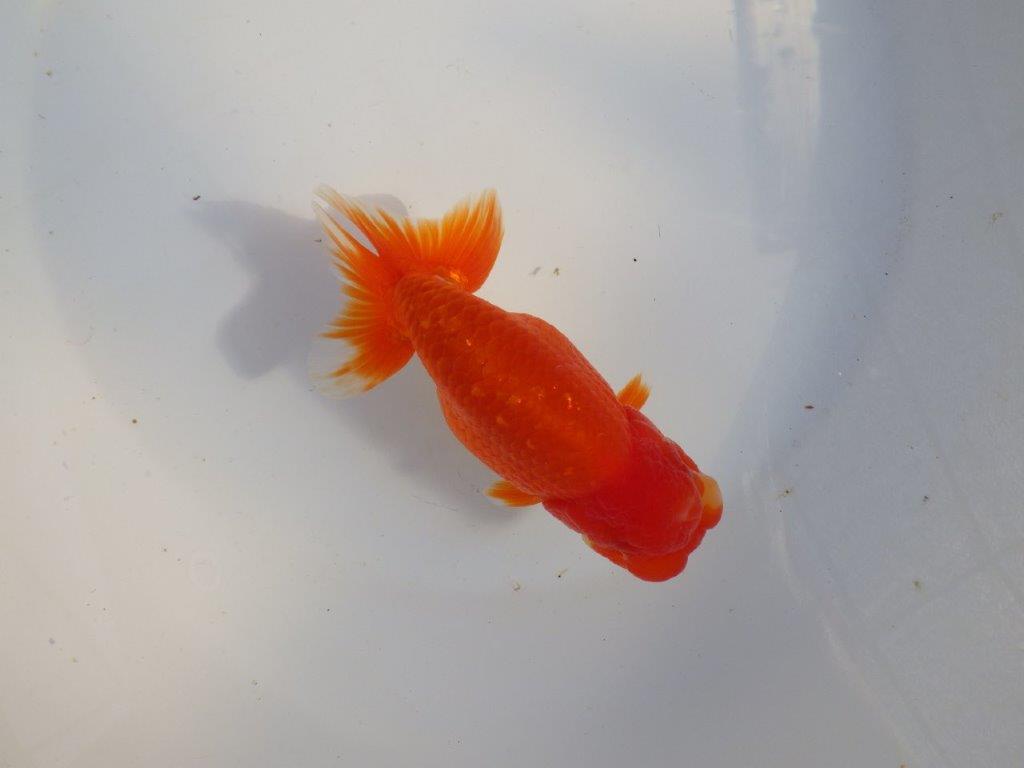 【愛知 小早川義幸氏　当歳らんちゅう 】尾型が良く種にもお勧めのらんちゅう　約14cm メス？