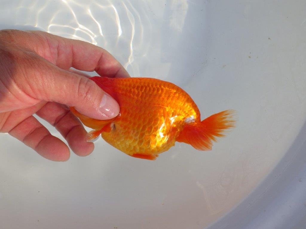 【愛知 小早川義幸氏　当歳らんちゅう 】尾型が良く種にもお勧めのらんちゅう　約14cm メス？