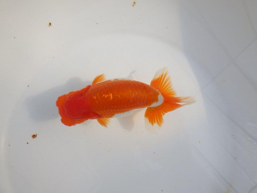 【 上位入賞独占ブリーダー】背なりが綺麗で横見が映える　当歳らんちゅう　東大関系統　約15㎝  オス？