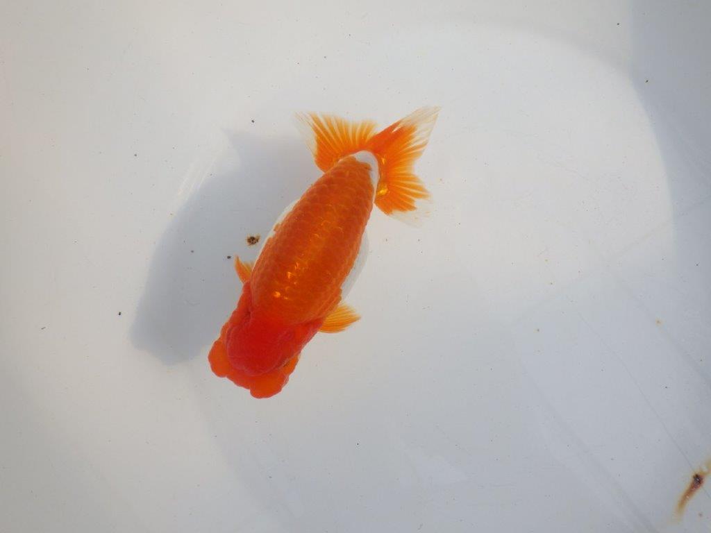 【 上位入賞独占ブリーダー】背なりが綺麗で横見が映える　当歳らんちゅう　東大関系統　約15㎝  オス？