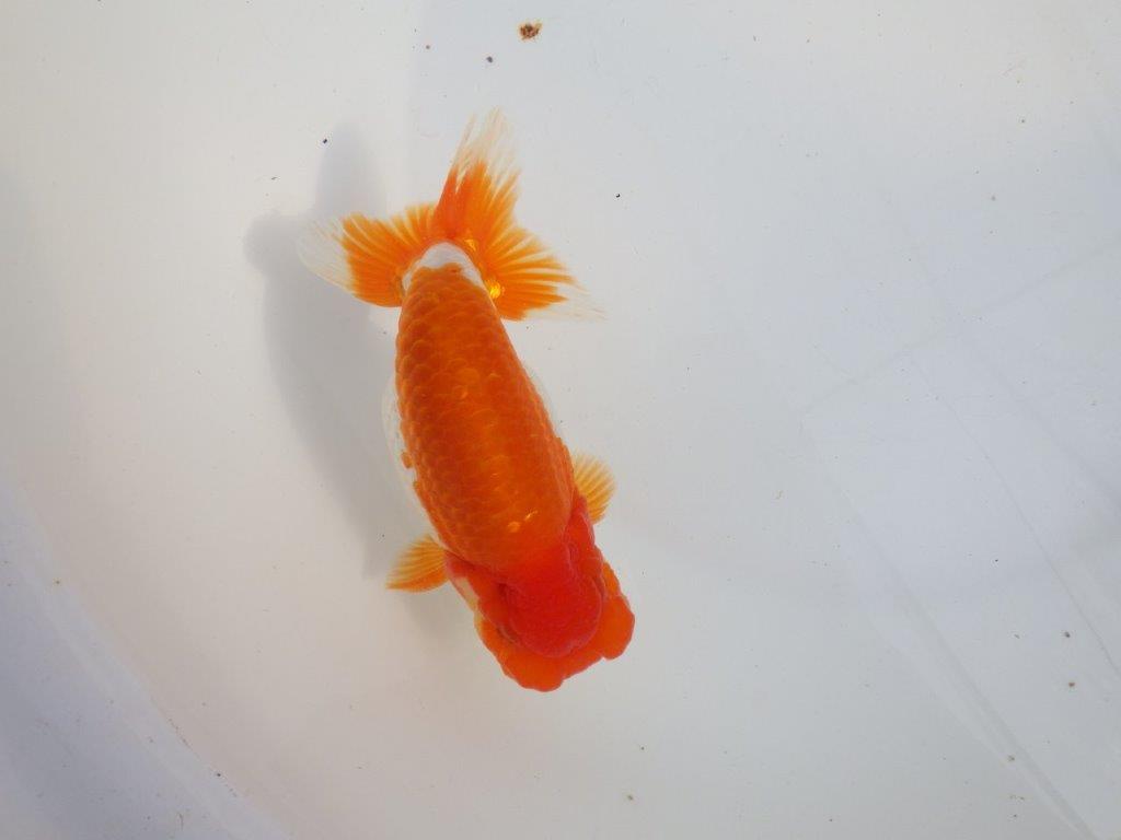 【 上位入賞独占ブリーダー】背なりが綺麗で横見が映える　当歳らんちゅう　東大関系統　約15㎝  オス？