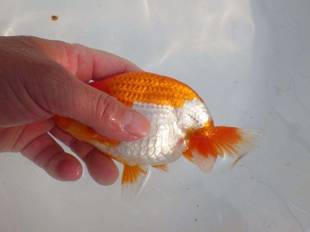 【 上位入賞独占ブリーダー】背なりが綺麗で横見が映える　当歳らんちゅう　東大関系統　約15㎝  オス？