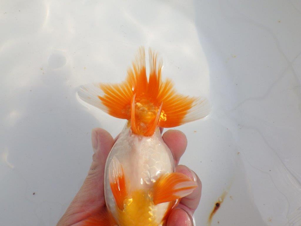 【 上位入賞独占ブリーダー】背なりが綺麗で横見が映える　当歳らんちゅう　東大関系統　約15㎝  オス？