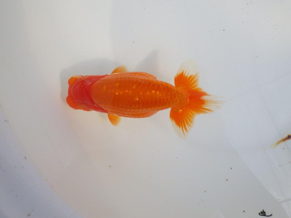 【 上位入賞独占ブリーダー】二歳で仕上がりに期待 当歳らんちゅう 東大関系統 約16㎝  メス?