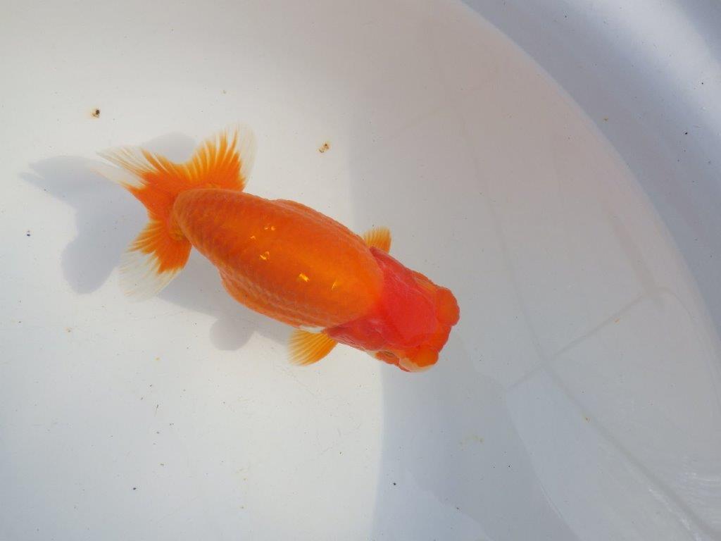 【 上位入賞独占ブリーダー】二歳で仕上がりに期待 当歳らんちゅう 東大関系統 約16㎝  メス?