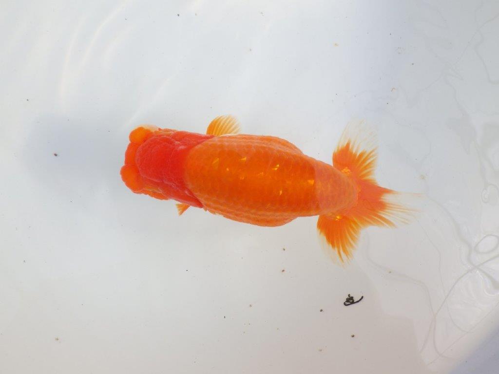 【 上位入賞独占ブリーダー】二歳で仕上がりに期待 当歳らんちゅう 東大関系統 約16㎝  メス?