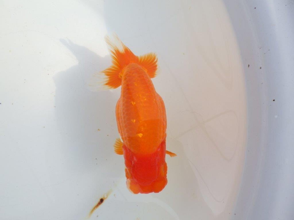 【 上位入賞独占ブリーダー】二歳で仕上がりに期待 当歳らんちゅう 東大関系統 約16㎝  メス?