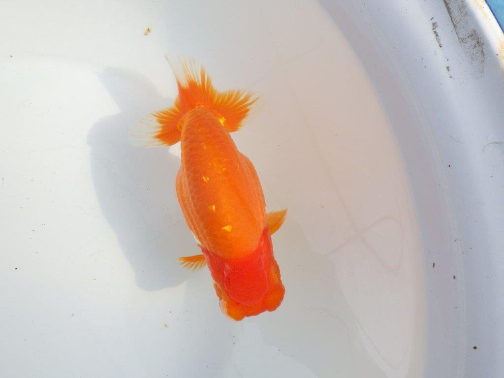 【 上位入賞独占ブリーダー】二歳で仕上がりに期待　当歳らんちゅう　東大関系統　約16㎝  メス？の上身