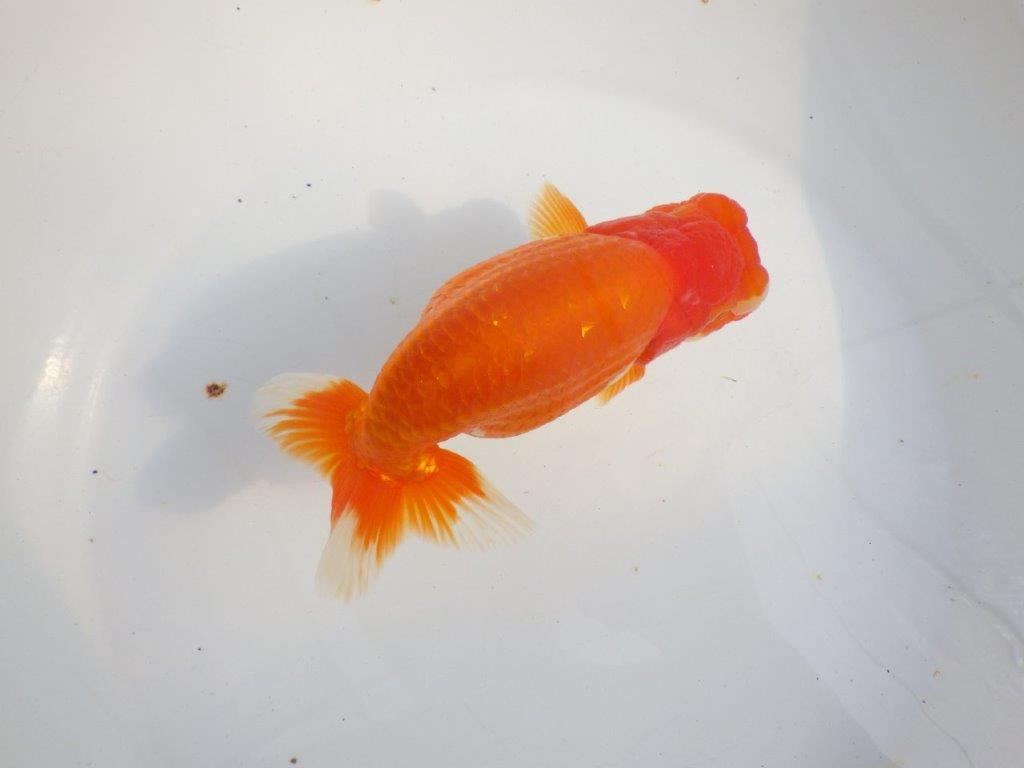 【 上位入賞独占ブリーダー】二歳で仕上がりに期待 当歳らんちゅう 東大関系統 約16㎝  メス?