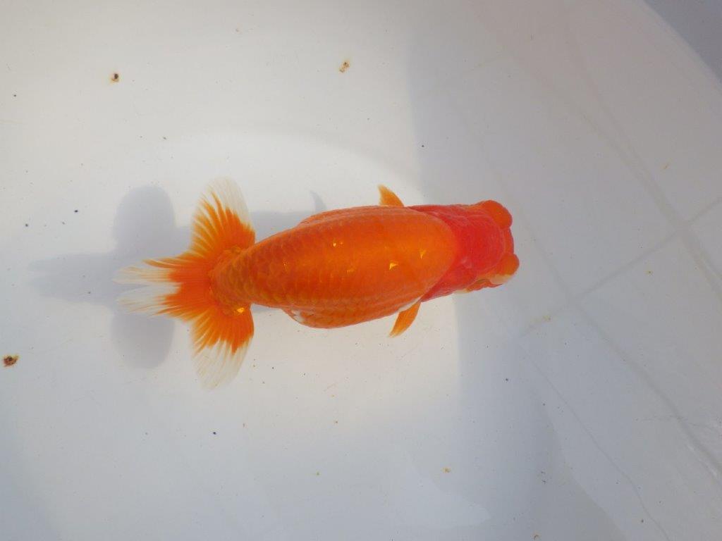 【 上位入賞独占ブリーダー】二歳で仕上がりに期待 当歳らんちゅう 東大関系統 約16㎝  メス?