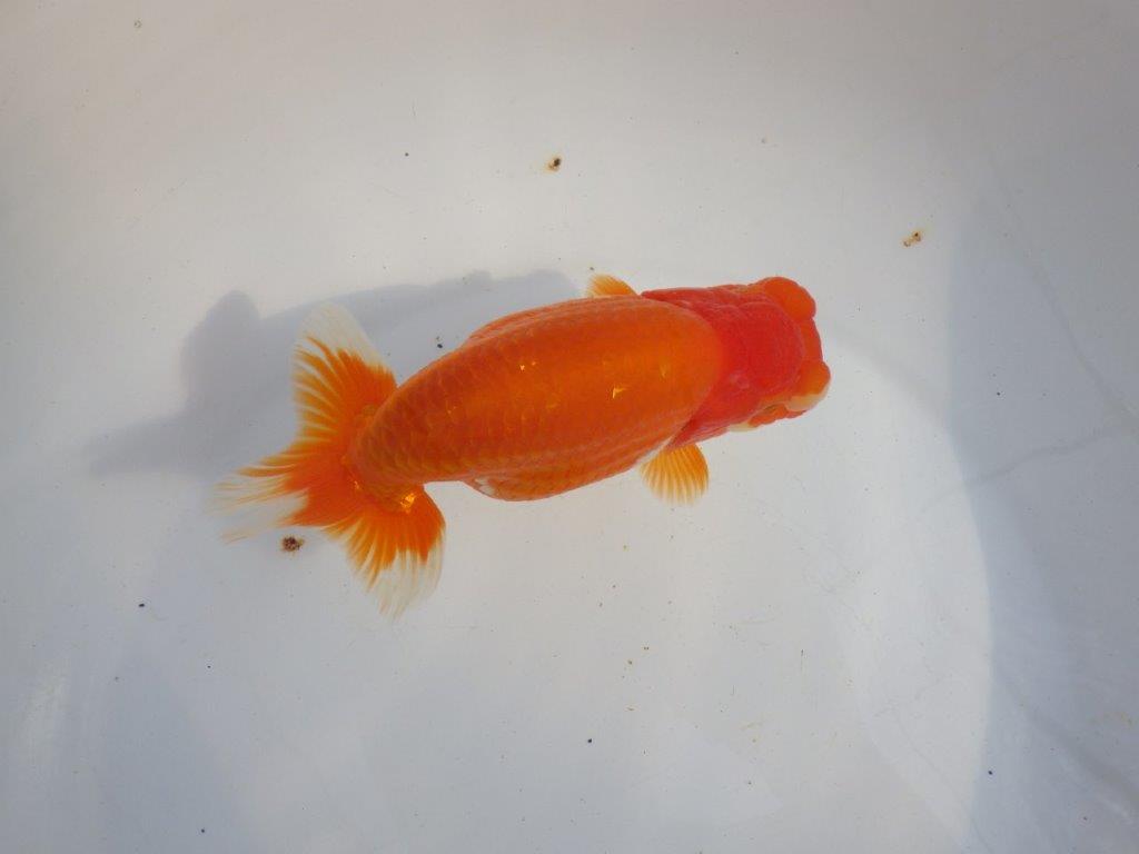 【 上位入賞独占ブリーダー】二歳で仕上がりに期待 当歳らんちゅう 東大関系統 約16㎝  メス?