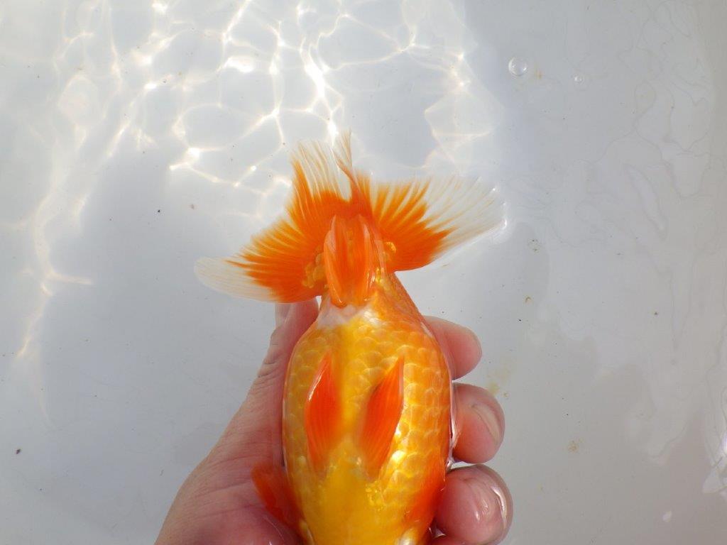 【 上位入賞独占ブリーダー】二歳で仕上がりに期待 当歳らんちゅう 東大関系統 約16㎝  メス?