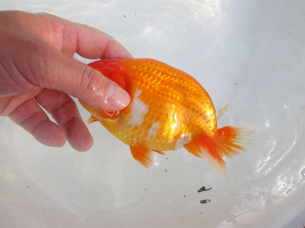 【 上位入賞独占ブリーダー】二歳で仕上がりに期待 当歳らんちゅう 東大関系統 約16㎝  メス?