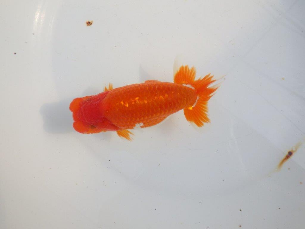 【 上位入賞独占ブリーダー】今後の仕上がりに注目！　当歳らんちゅう　東大関系統　約14㎝  オス？