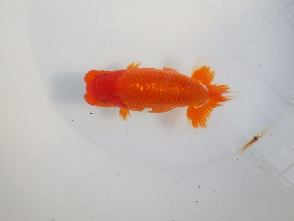 【 上位入賞独占ブリーダー】今後の仕上がりに注目！　当歳らんちゅう　東大関系統　約14㎝  オス？