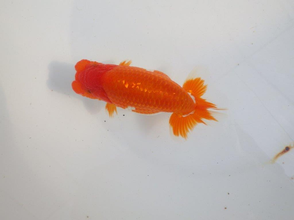 【 上位入賞独占ブリーダー】今後の仕上がりに注目！　当歳らんちゅう　東大関系統　約14㎝  オス？