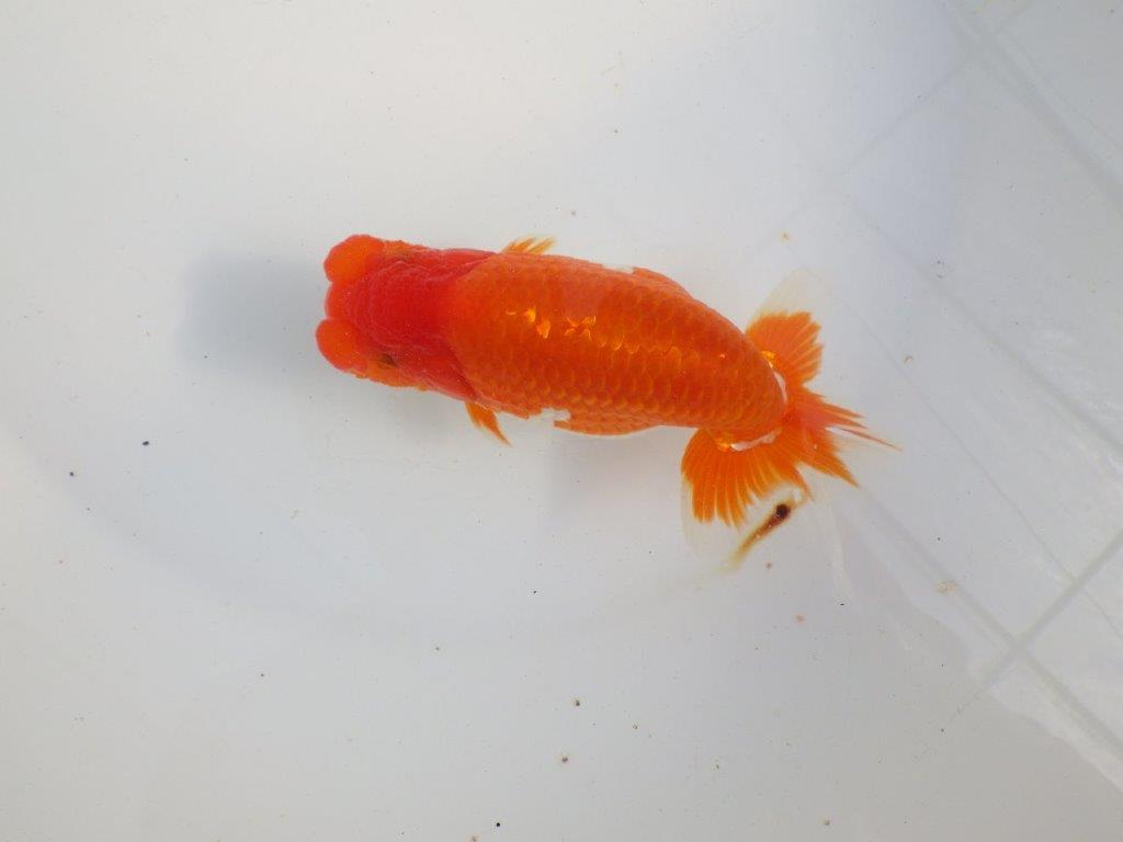 【 上位入賞独占ブリーダー】今後の仕上がりに注目！　当歳らんちゅう　東大関系統　約14㎝  オス？