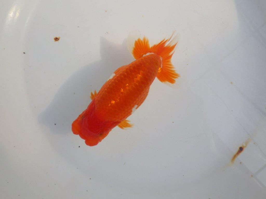 【 上位入賞独占ブリーダー】今後の仕上がりに注目！　当歳らんちゅう　東大関系統　約14㎝  オス？