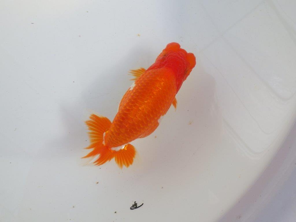 【 上位入賞独占ブリーダー】今後の仕上がりに注目！　当歳らんちゅう　東大関系統　約14㎝  オス？