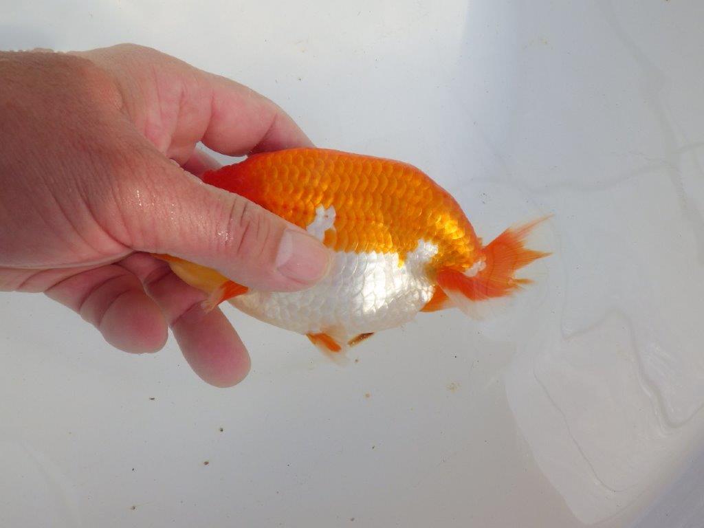 【 上位入賞独占ブリーダー】今後の仕上がりに注目！　当歳らんちゅう　東大関系統　約14㎝  オス？