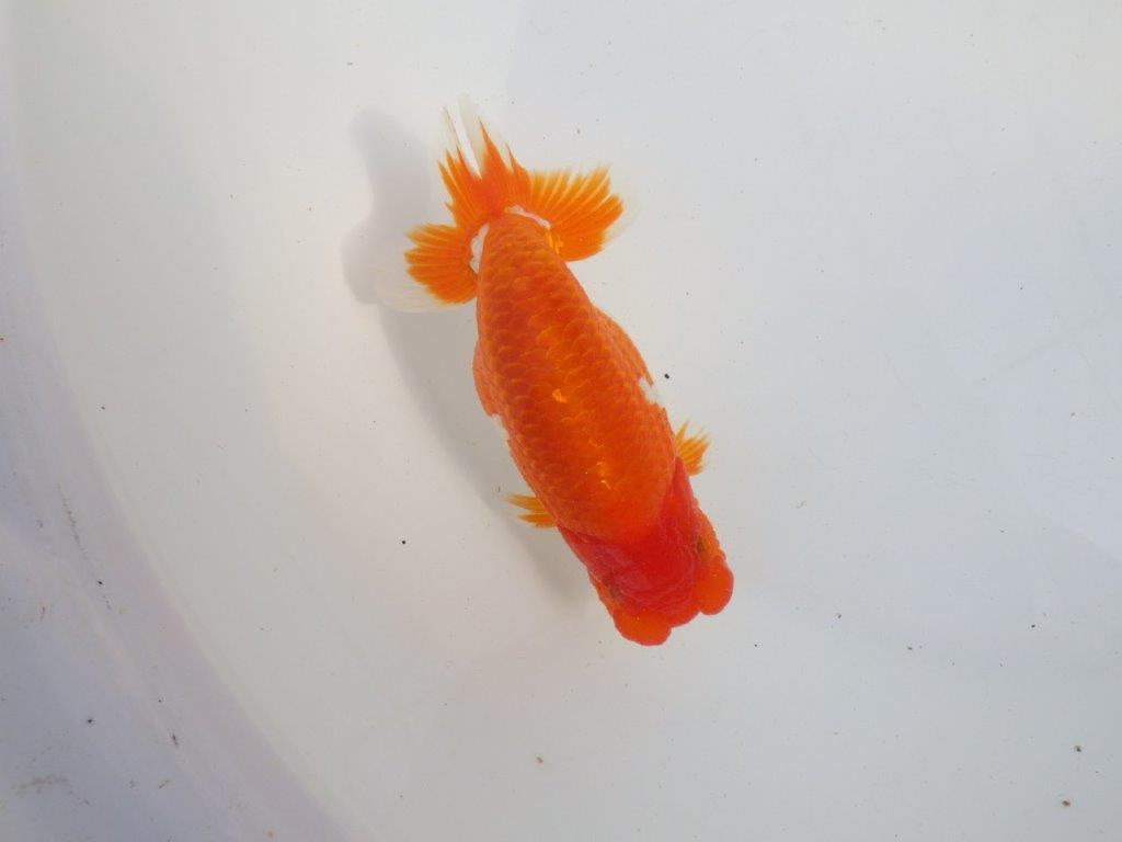 【 上位入賞独占ブリーダー】今後の仕上がりに注目！　当歳らんちゅう　東大関系統　約14㎝  オス？