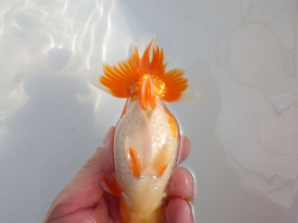 【 上位入賞独占ブリーダー】今後の仕上がりに注目！　当歳らんちゅう　東大関系統　約14㎝  オス？