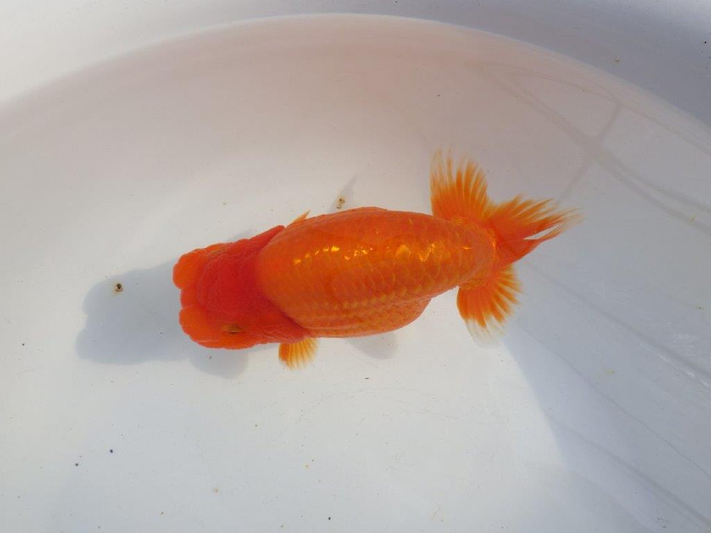 【 上位入賞独占ブリーダー】二歳まで温存!! 当歳らんちゅう 東大関系統 約16㎝  メス?