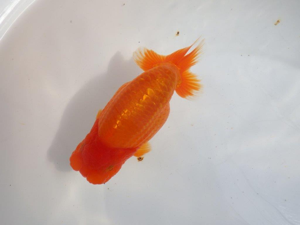 【 上位入賞独占ブリーダー】二歳まで温存!! 当歳らんちゅう 東大関系統 約16㎝  メス?