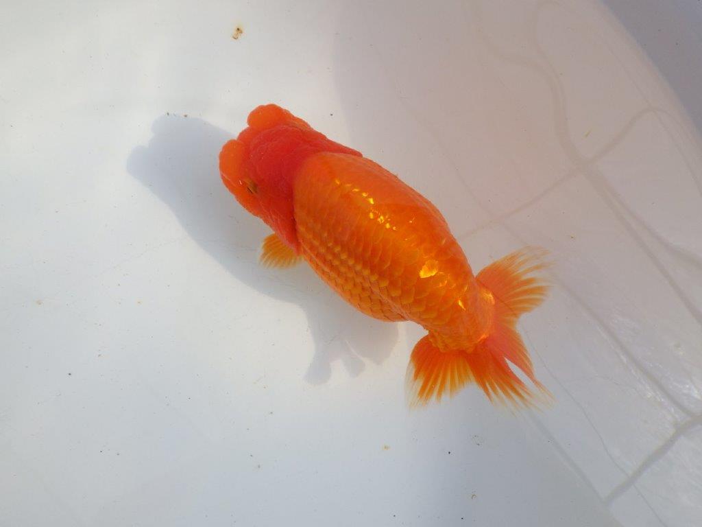 【 上位入賞独占ブリーダー】二歳まで温存!! 当歳らんちゅう 東大関系統 約16㎝  メス?