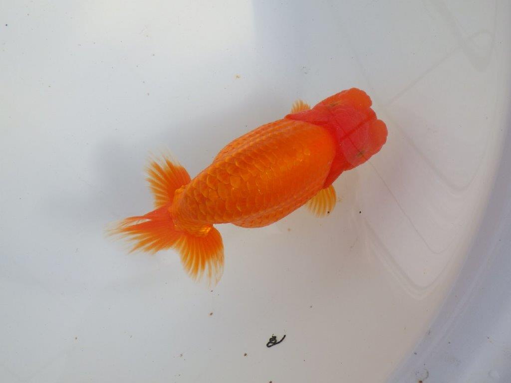 【 上位入賞独占ブリーダー】二歳まで温存!! 当歳らんちゅう 東大関系統 約16㎝  メス?