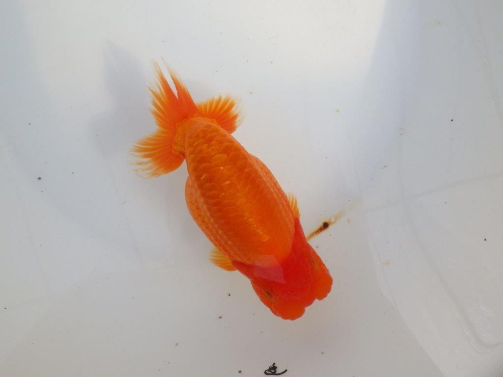 【 上位入賞独占ブリーダー】二歳まで温存!! 当歳らんちゅう 東大関系統 約16㎝  メス?