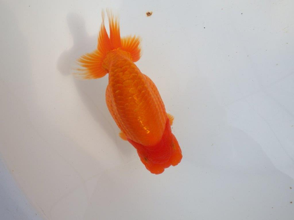 【 上位入賞独占ブリーダー】二歳まで温存!! 当歳らんちゅう 東大関系統 約16㎝  メス?