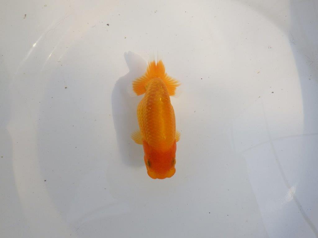 【 愛知超優良系統様】尾構え最高！背も綺麗でこれからの魚！　約11,5㎝  メス？