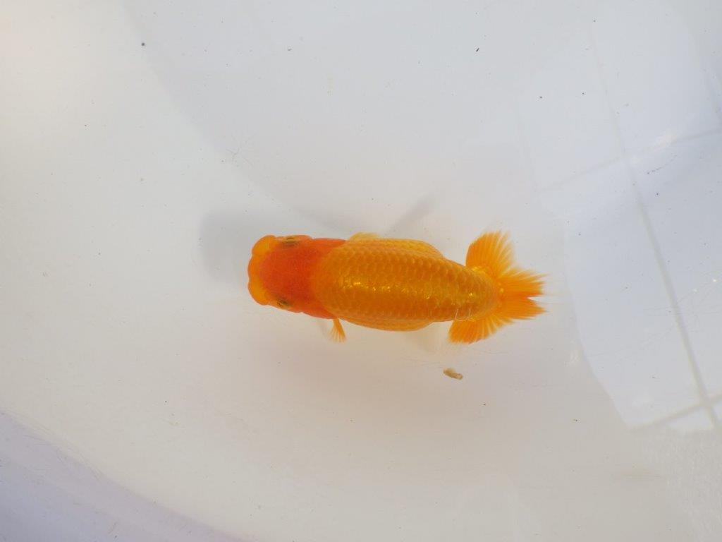 【 愛知超優良系統様】尾構え最高！背も綺麗でこれからの魚！　約11,5㎝  メス？