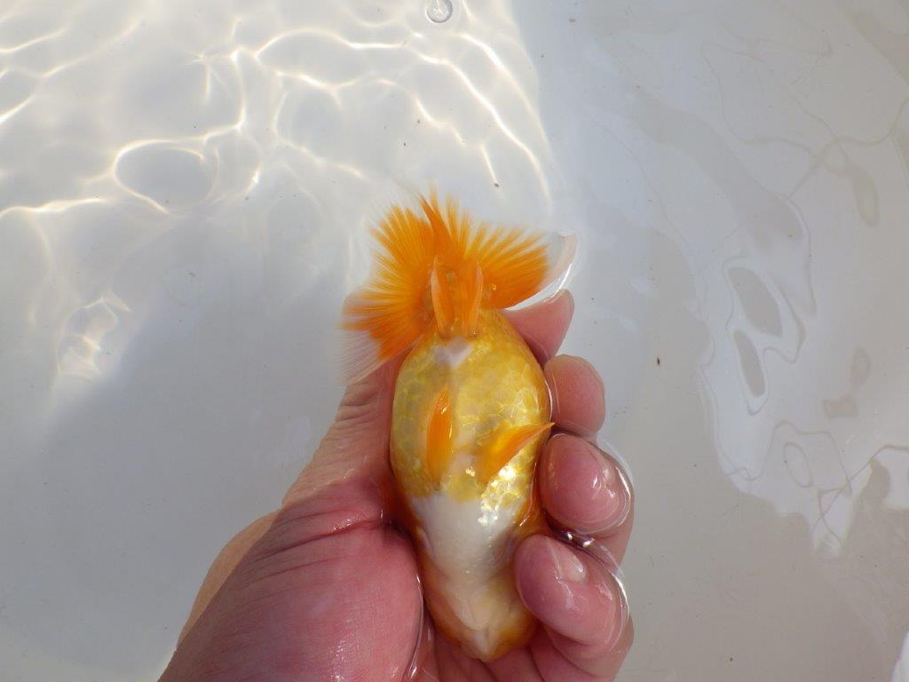 【 愛知超優良系統様】尾構え最高！背も綺麗でこれからの魚！　約11,5㎝  メス？