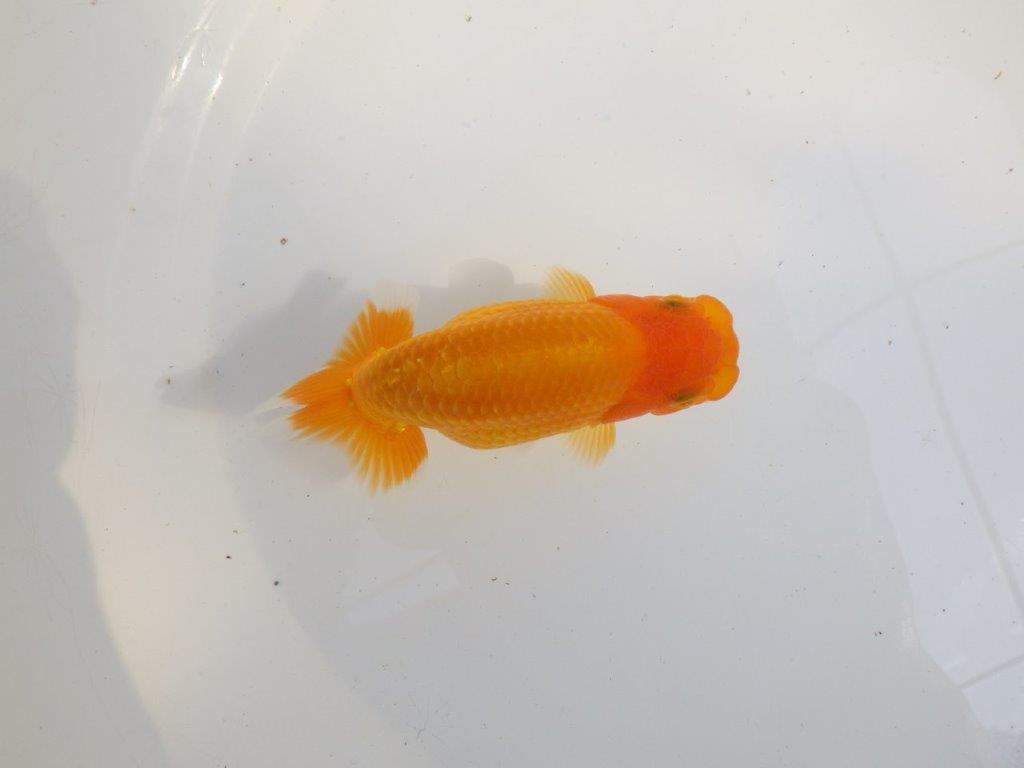 【 愛知超優良系統様】尾構え最高！背も綺麗でこれからの魚！　約11,5㎝  メス？