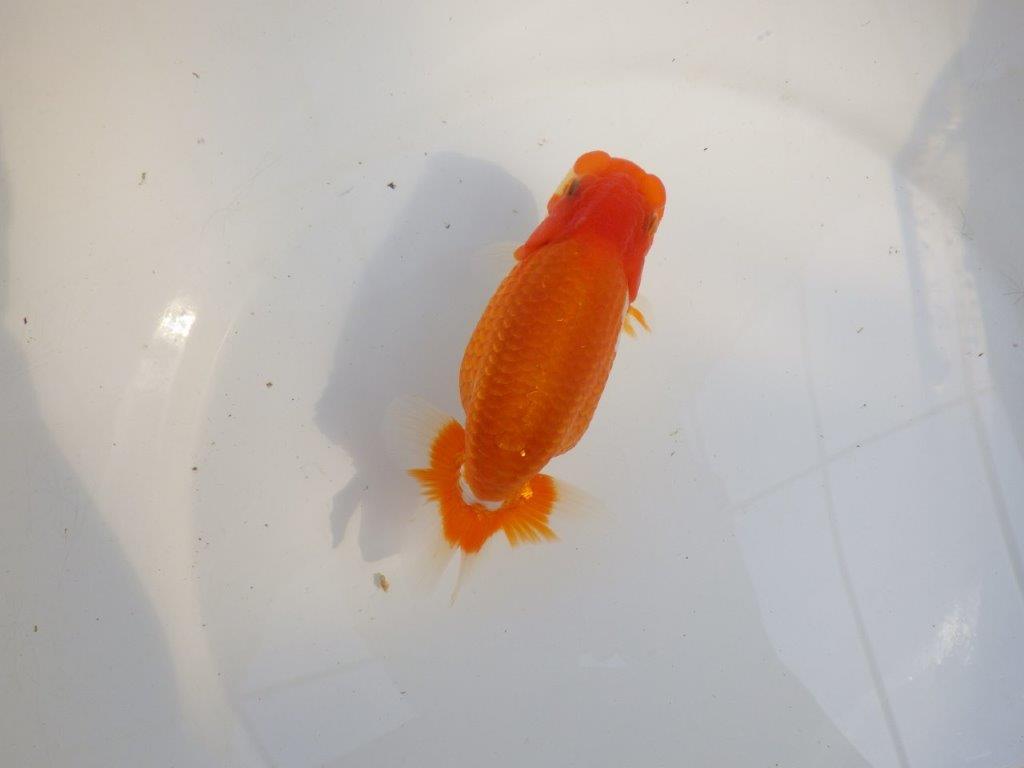 【 愛知超優良系統様】前がかりの効いた尾をご堪能ください 約14㎝