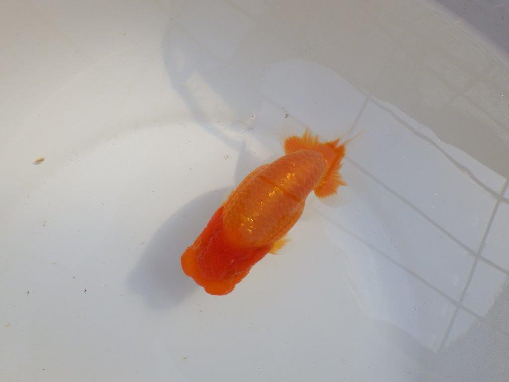 【 愛知超優良系統様】頭と尾張りが魅力的な一尾 約14㎝