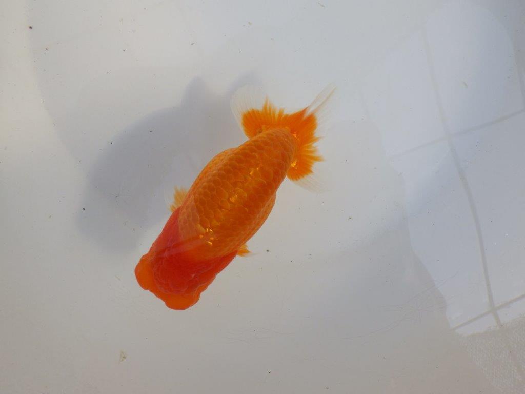 【 愛知超優良系統様】頭と尾張りが魅力的な一尾 約14㎝