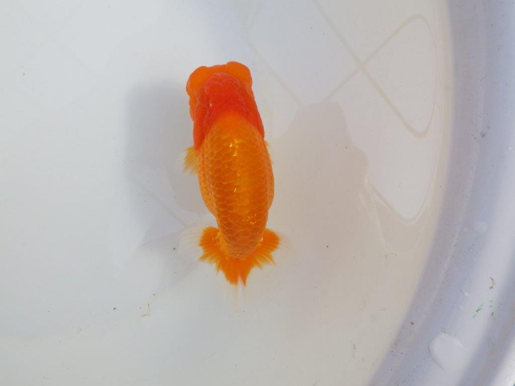 【 愛知超優良系統様】頭と尾張りが魅力的な一尾 約14㎝