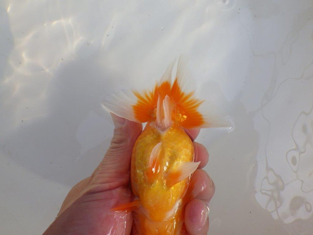 【 愛知超優良系統様】頭と尾張りが魅力的な一尾 約14㎝